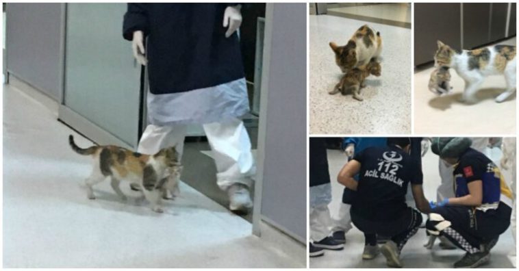 Gata leva o eu gatinho doente a um hospital na Turquia e é atendida