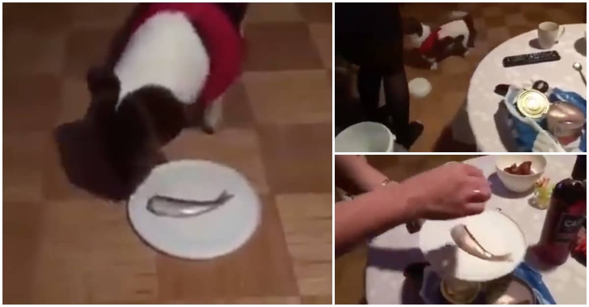 Cão mostra toda a sua indignação quando percebe que a comida é peixe