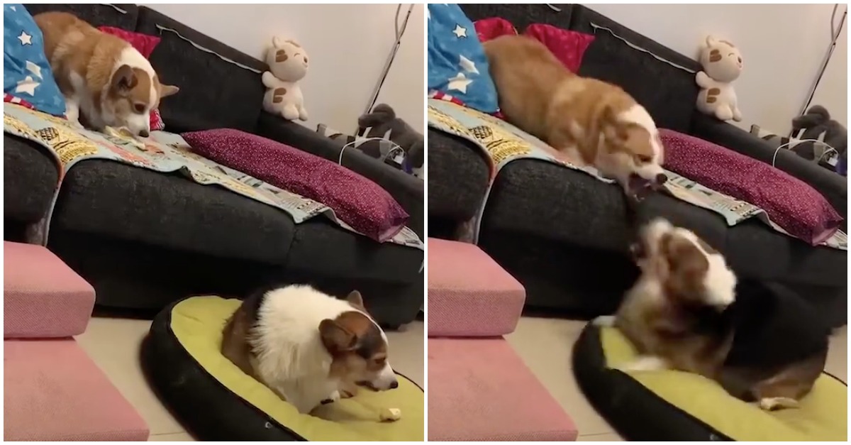 Cães recriam perfeitamente as discussões e lutas das pessoas na Internet