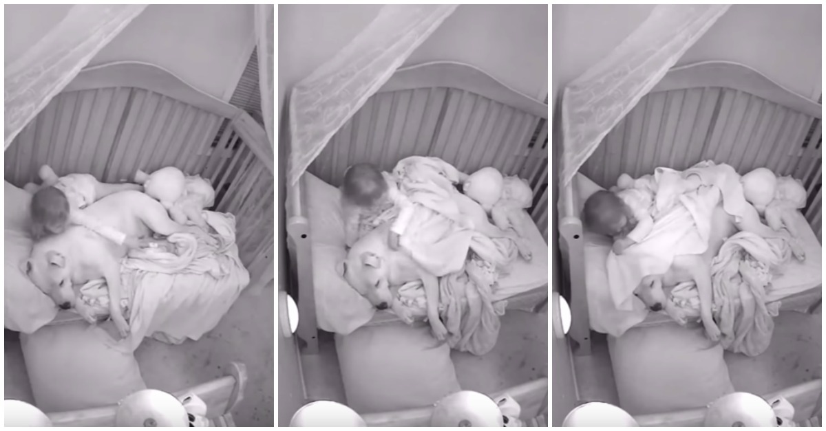 Menina com medo de dormir sozinha tem um pitbull como a sua melhor companhia