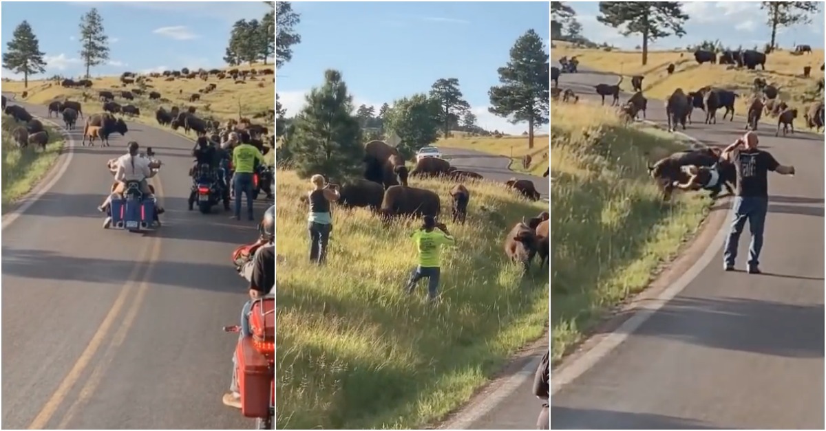 Mulher aproxima-se demais de bisontes selvagens para a foto... o que poderia dar errado?