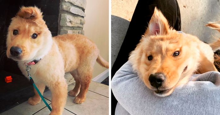 Golden Retriever só com uma orelha encanta a Internet – Parece um unicórnio