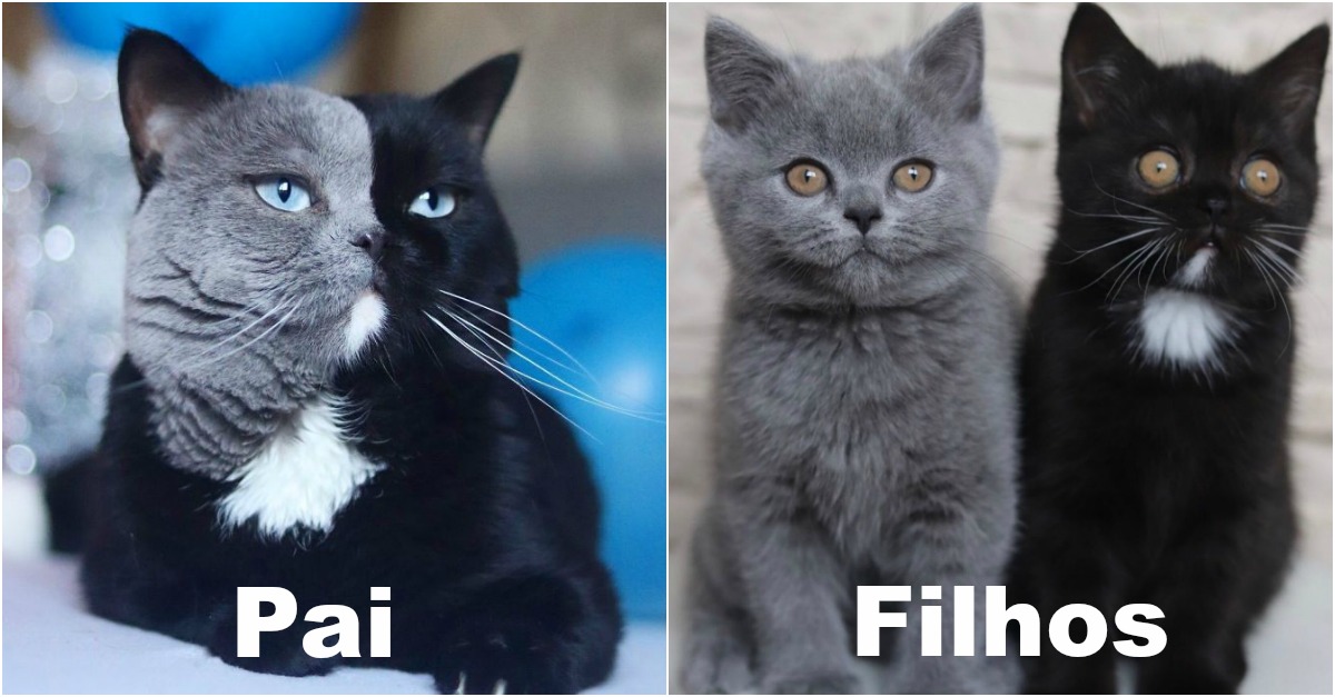Gato com a cara de duas cores torna-se pai e tem um filhote de cada cor