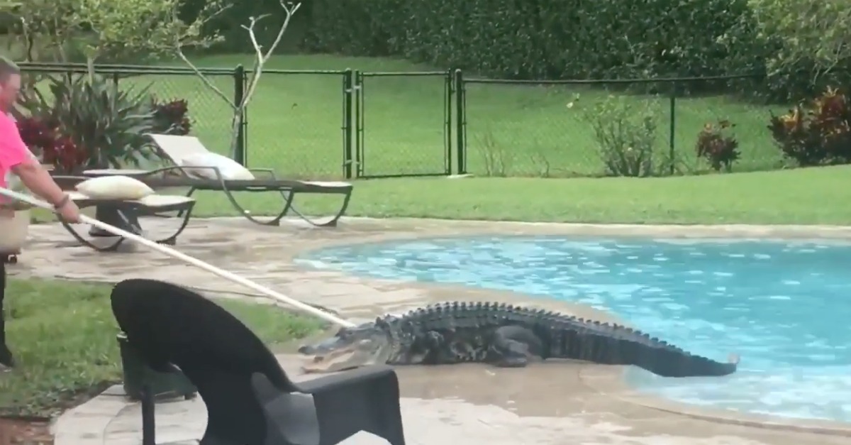Convidado indesejado faz visita a família em piscina privada