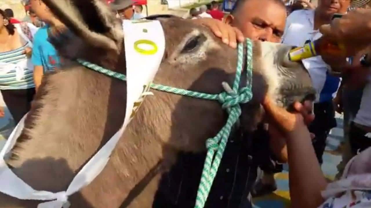 Burro obrigado a beber cerveja pelo nariz gera indignação na Internet
