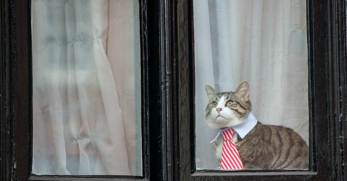 O que aconteceu ao gato de Julian Assange?