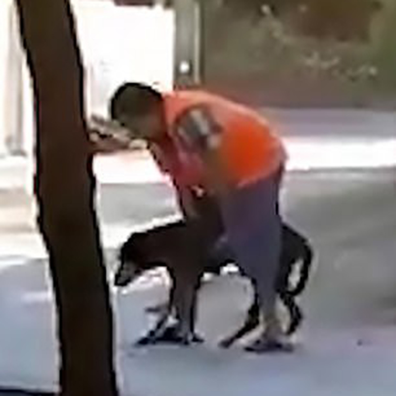 Dono ajuda o seu cãozinho de 20 anos a passear por parque
