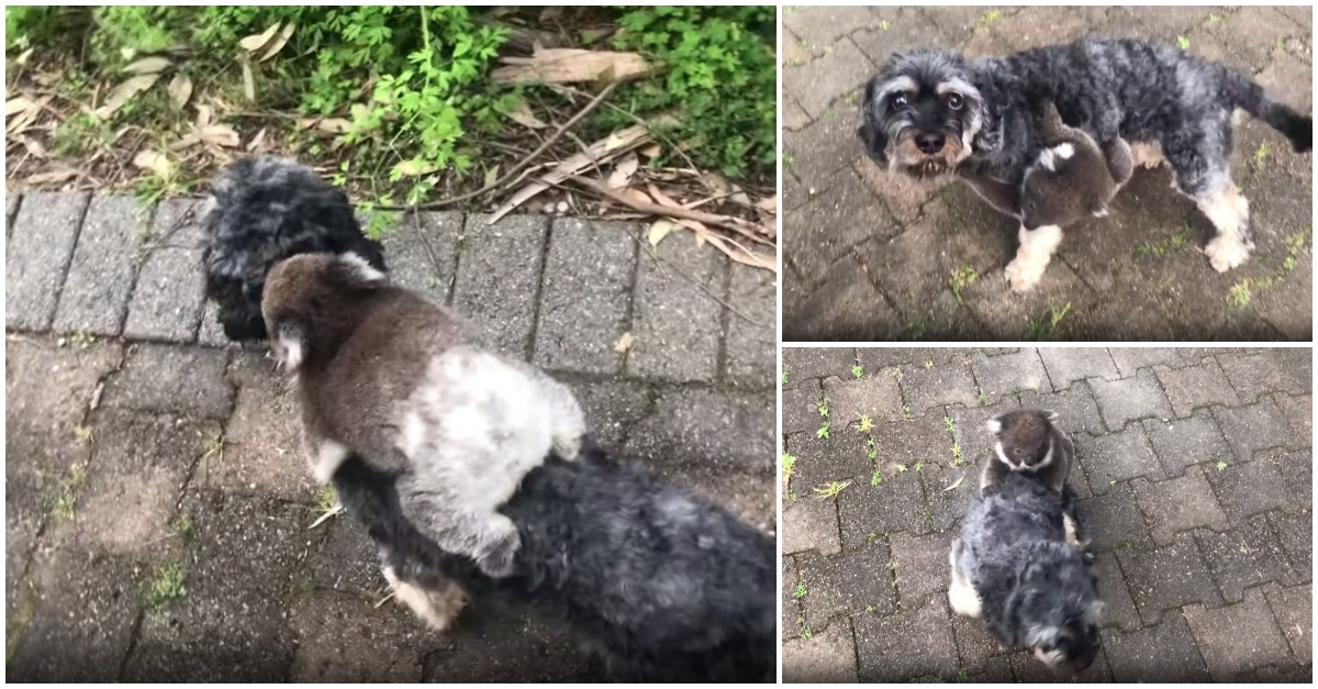 Coala bebé confunde cão com a sua mãe