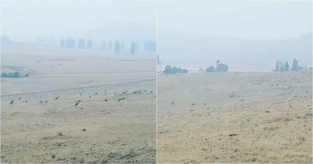 Inferno na Austrália: vídeo mostra dezenas de cangurus a fugir das chamas