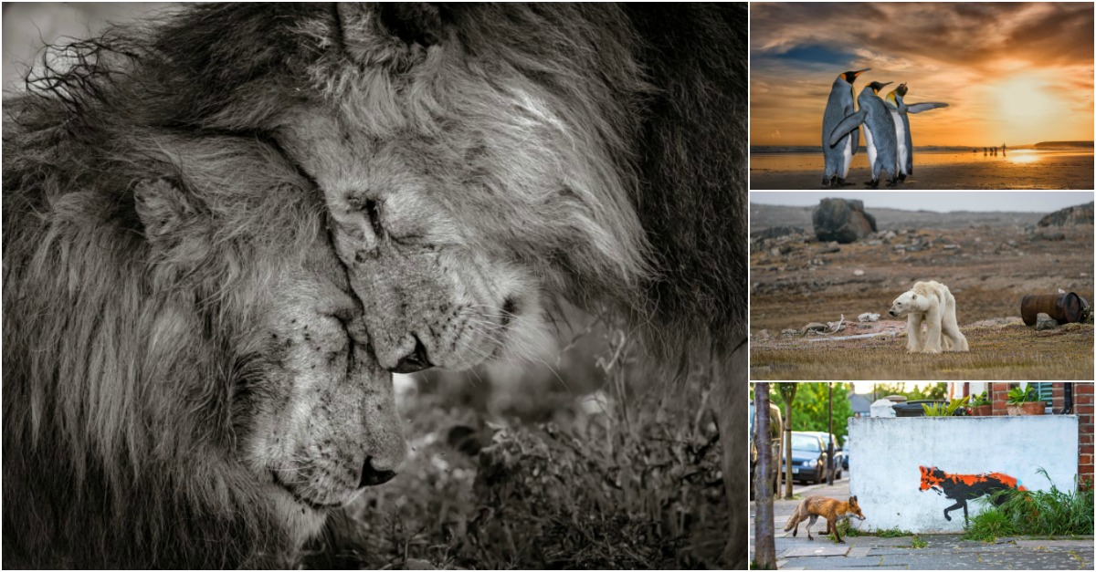 Momento de ternura entre leões vence fotografia do ano de vida selvagem
