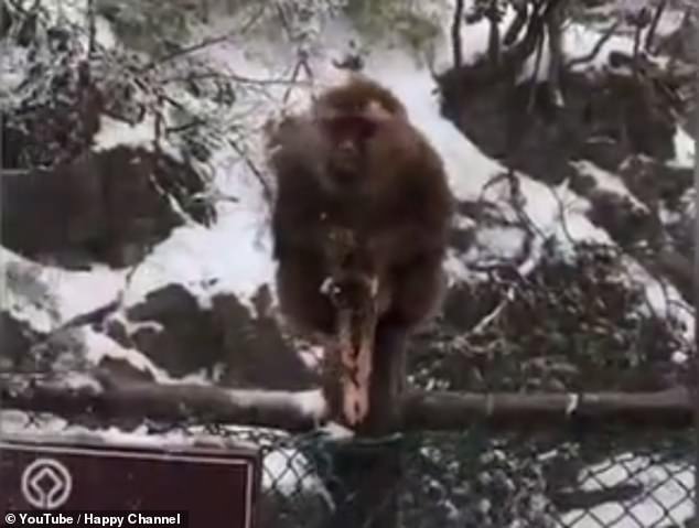 Macaca recusa-se a afastar-se do cadáver do filho morto