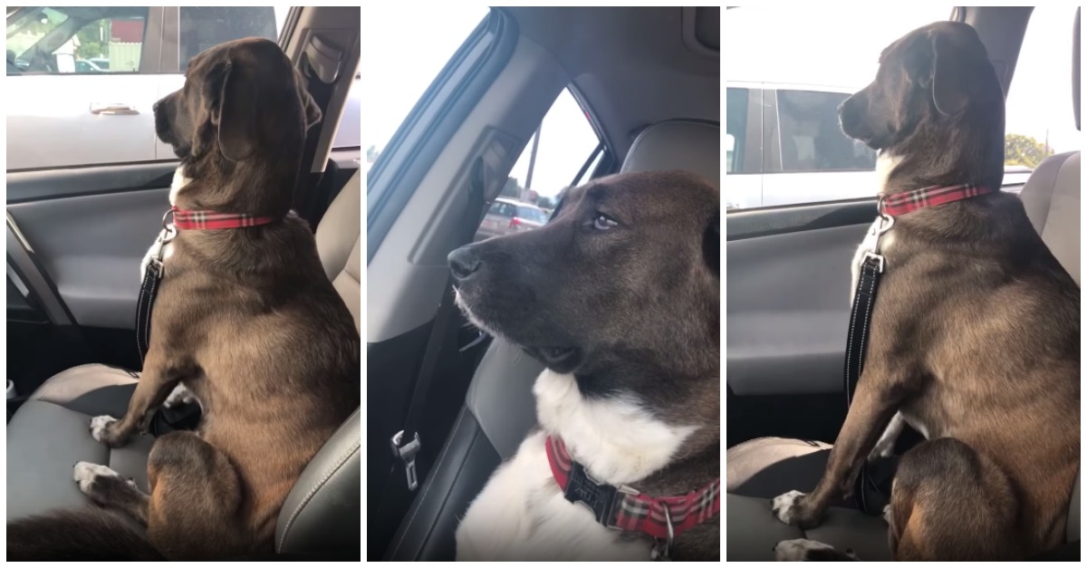 Cão fica visivelmente chateado depois da sua dona o ter levado ao veterinário