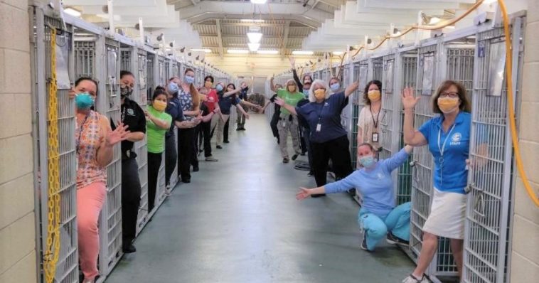 Canil fica vazio depois de todos os animais terem sido adotados