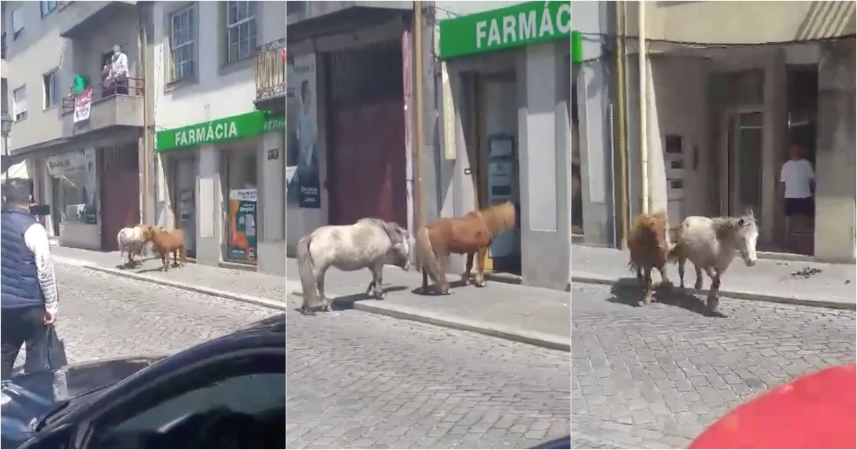 Póneis andam à solta em Fafe e tentam entrar em farmácia