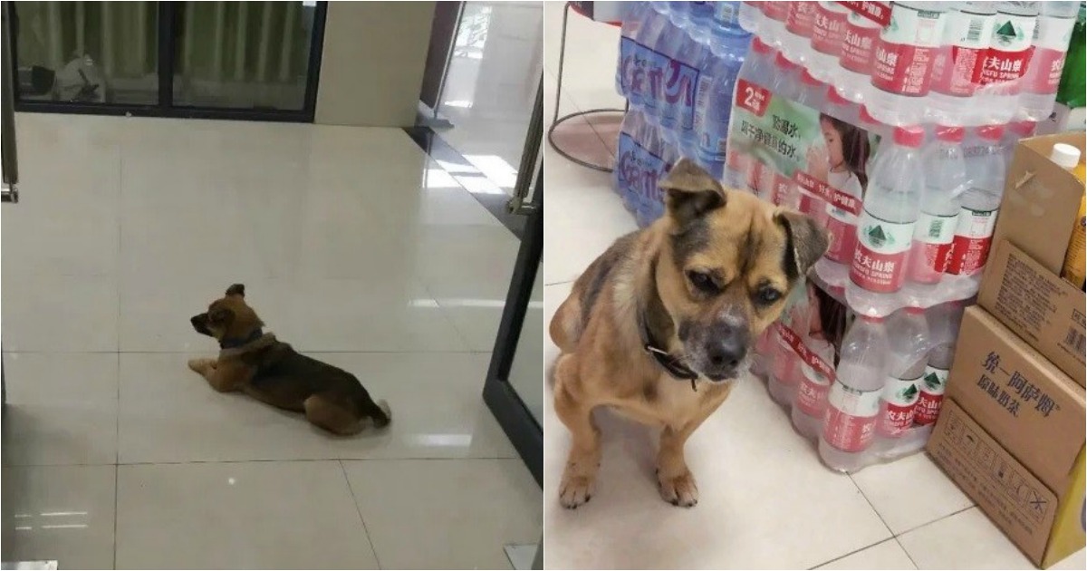 Cão espera três meses por dono que morreu de Covid-19 em hospital