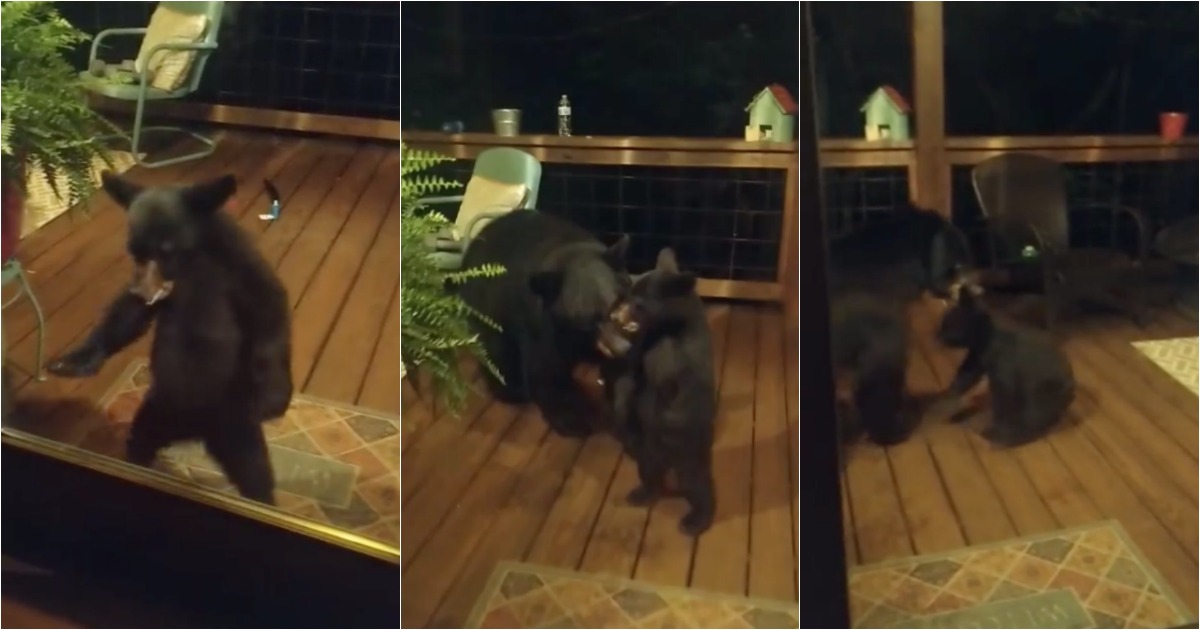 Urso bebé quer brincar dentro de casa e mete-se em problemas com a mãe