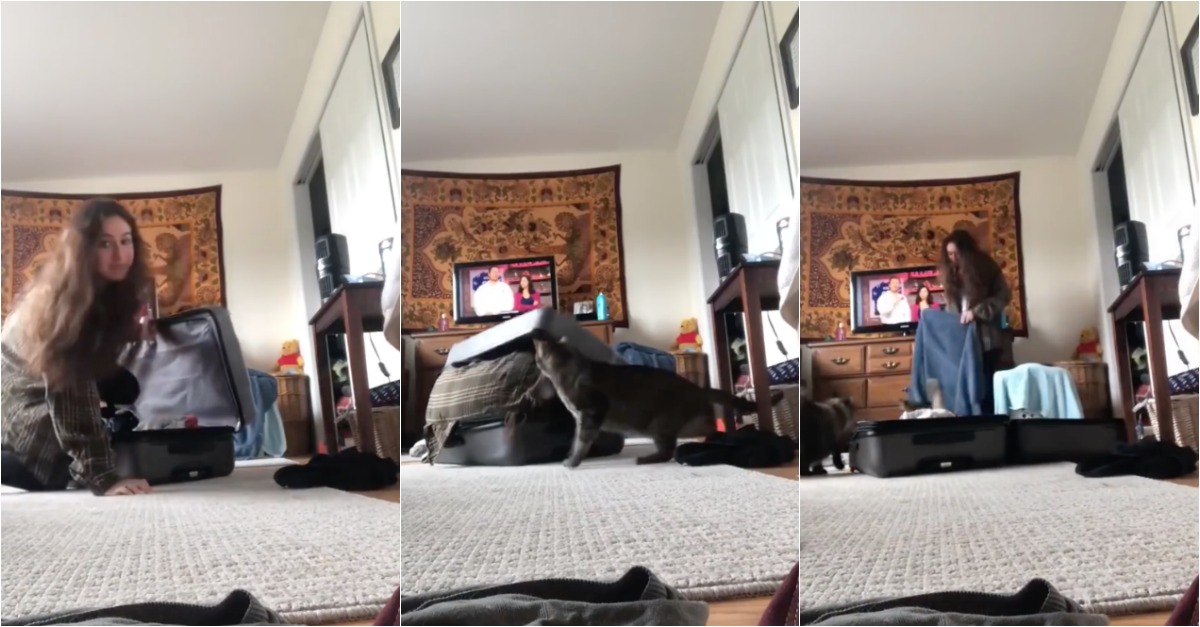 Pensa duas vezes antes de entrar numa mala quando há um gato por perto