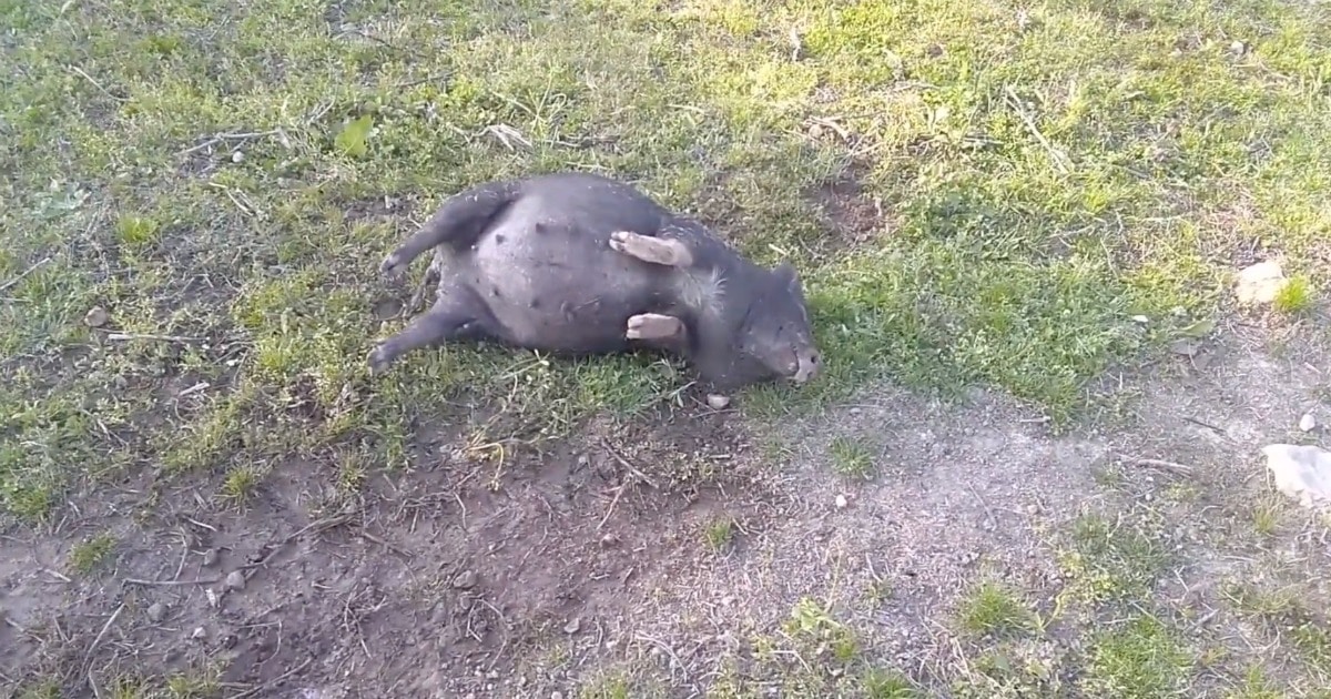 Porco fica bêbado depois de invadir campo e comer milho fermentado