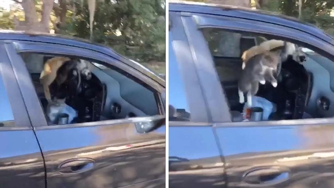 Mulher deixou janela do carro aberta e quando chegou tinha 5 surpresas