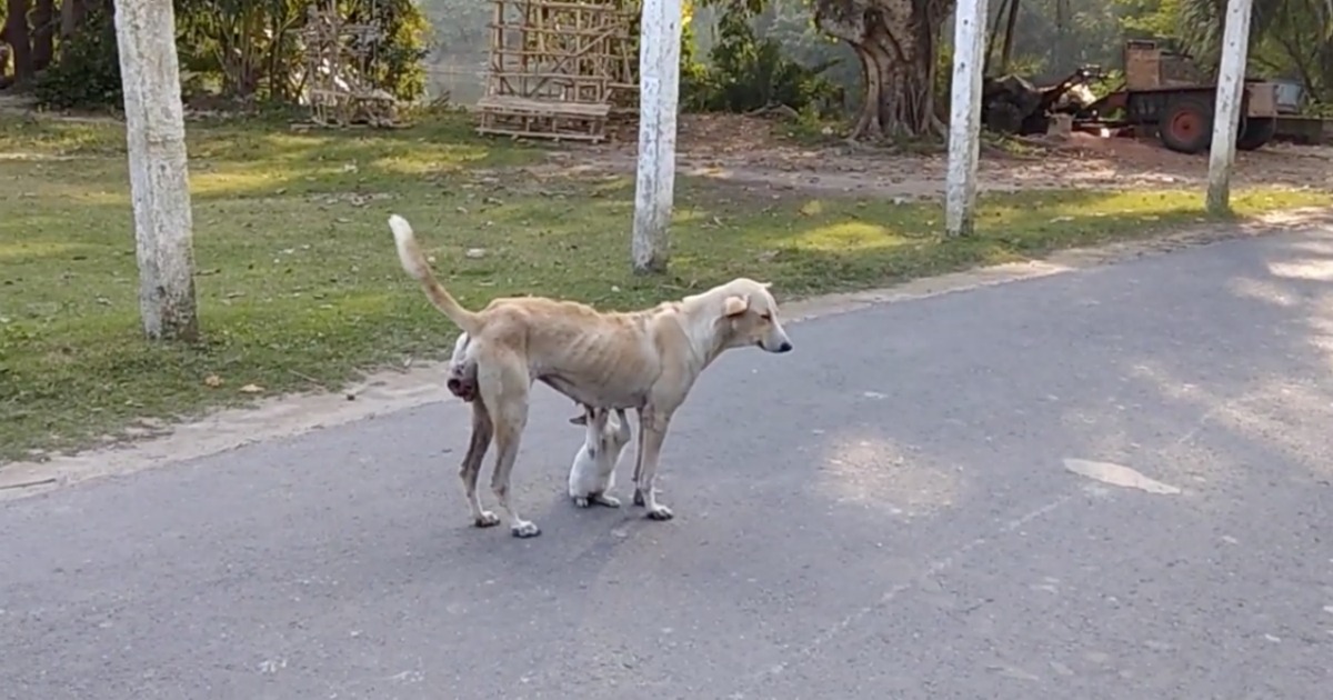 Cadela de rua é filmada a dar de mamar a gatinho esfomeado