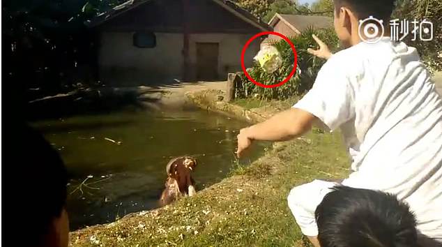 Visitante atira saco plástico cheio de pipocas na boca de hipopótamo