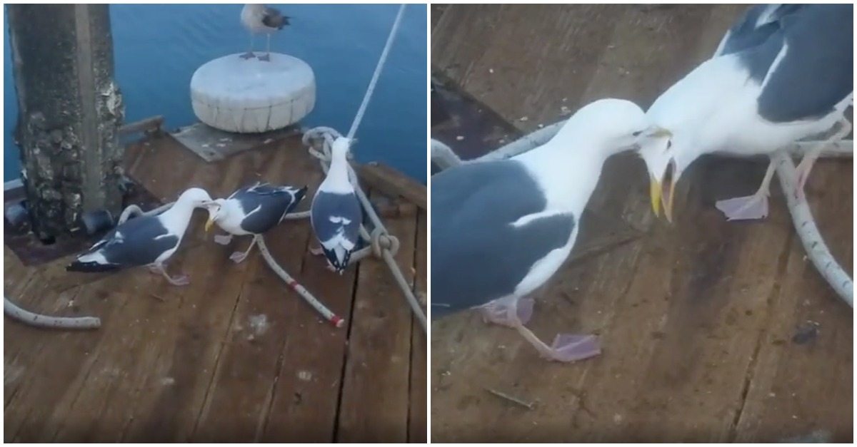 Gaivota prende outra pela cabeça até conseguir recuperar o que lhe pertencia