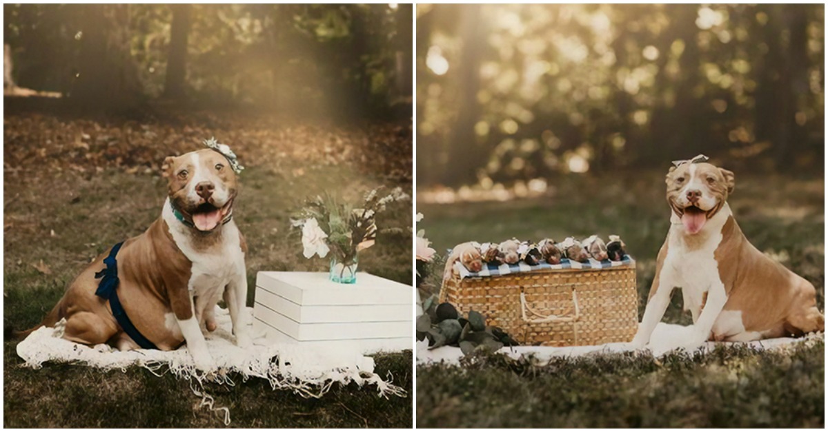 Pit bull resgatada grávida ganha uma sessão fotográfica da maternidade