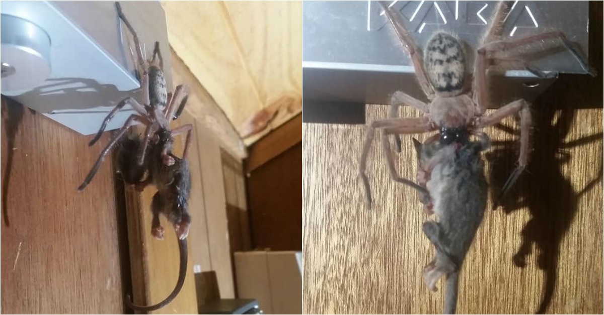 Casal apanha aranha gigante a devorar possum-pigmeu de quase 10 centímetros