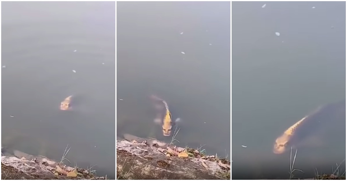 Peixe com rosto humano aparece na China