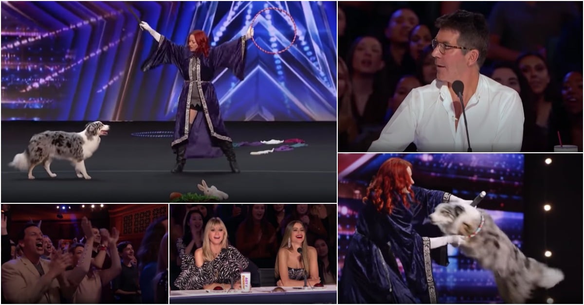 Cão mágico deixa jurados e público do America’s Got Talent rendidos ao seu talento