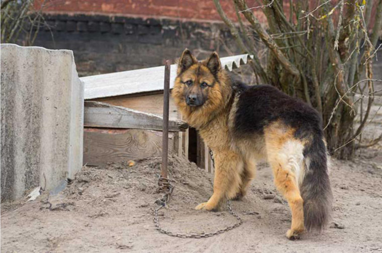 Cão uiva de alegria ao conhecer o mar após viver 5 anos acorrentado