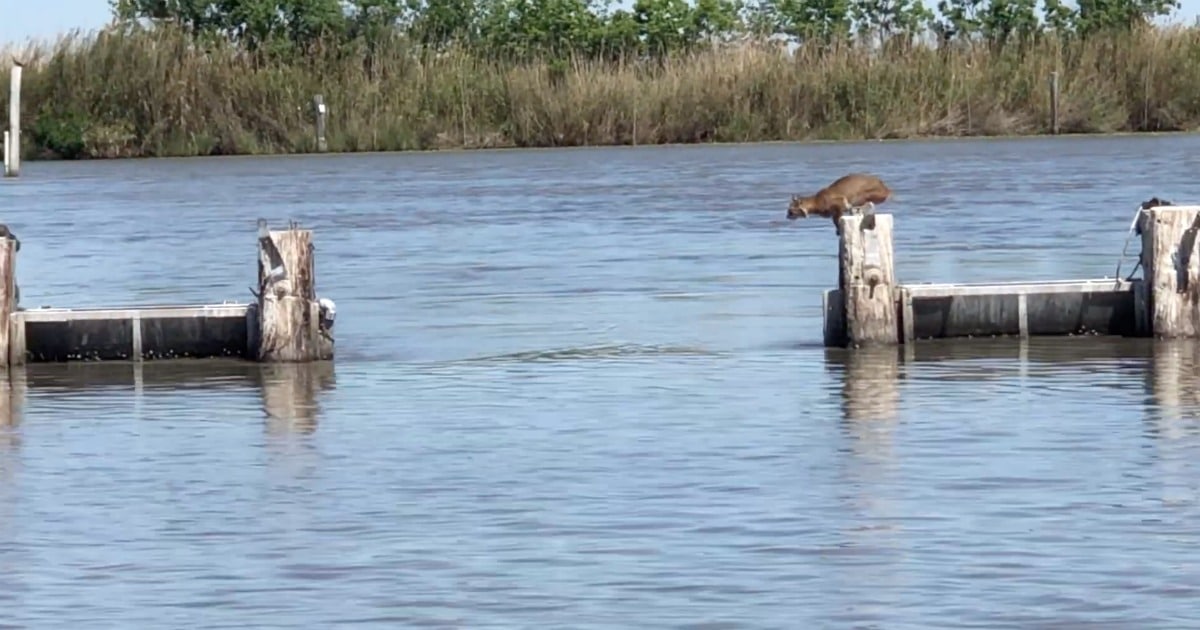 Lince faz grande salto sobre a água como se fosse a coisa mais simples