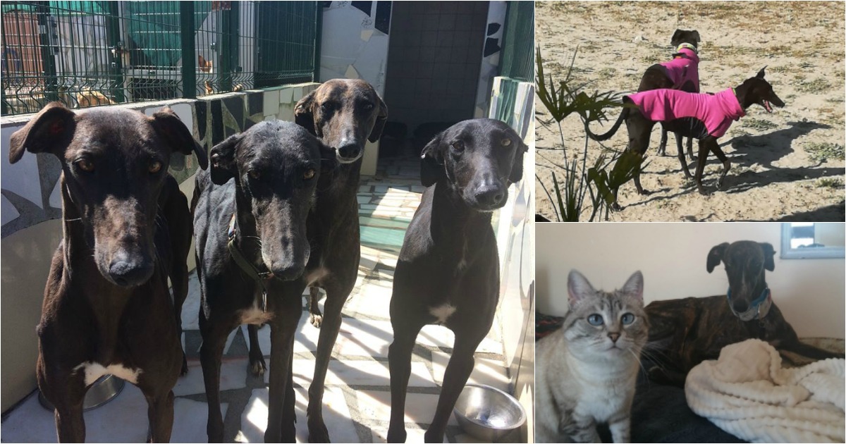 Galgos resgatados a João Moura estão irreconhecíveis e já começaram a ser adotados