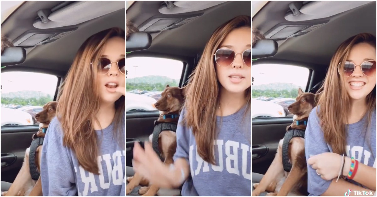 Cão mostra-se visivelmente preocupado com o comportamento da dona após aderir ao TikTok