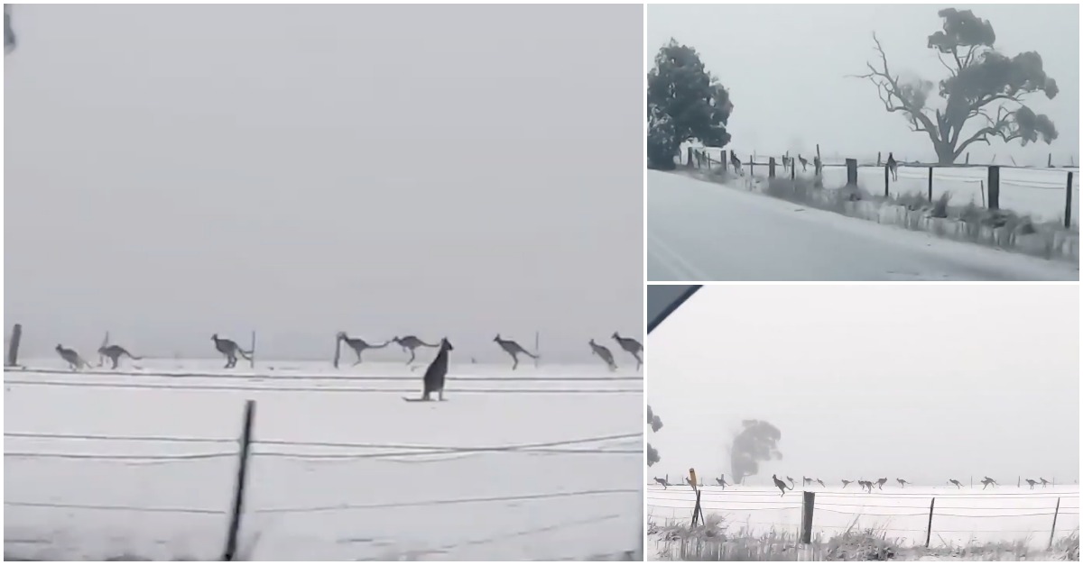 Já alguma vez viste cangurus a saltar na neve? Aconteceu mesmo e foi... na Austrália!