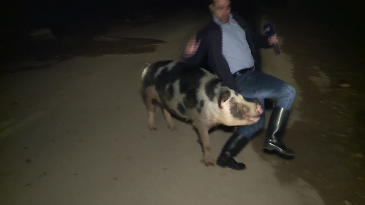 Porco ataca jornalista durante transmissão em direto