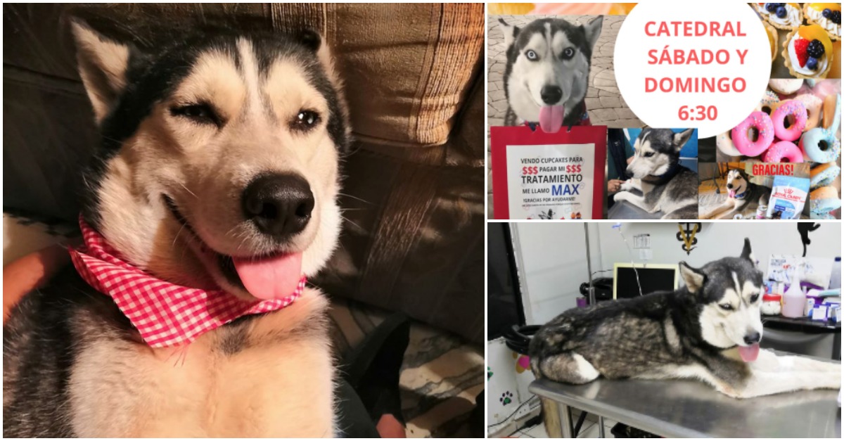 Rapariga vende bolos na rua para conseguir pagar quimioterapia do seu cão