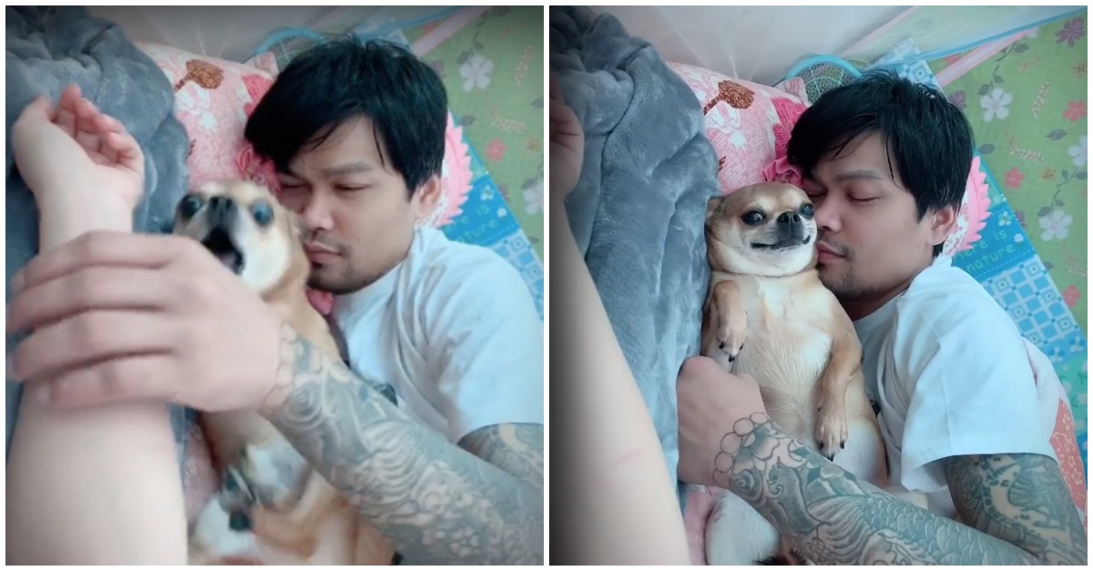 Chihuahua ciumento não deixa que dono toque na sua esposa