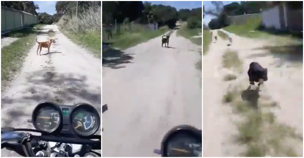 Cães fazem espera a motociclista
