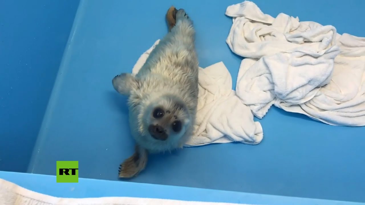Foca bebé aprende a nadar e tenta pescar pela 1ª vez