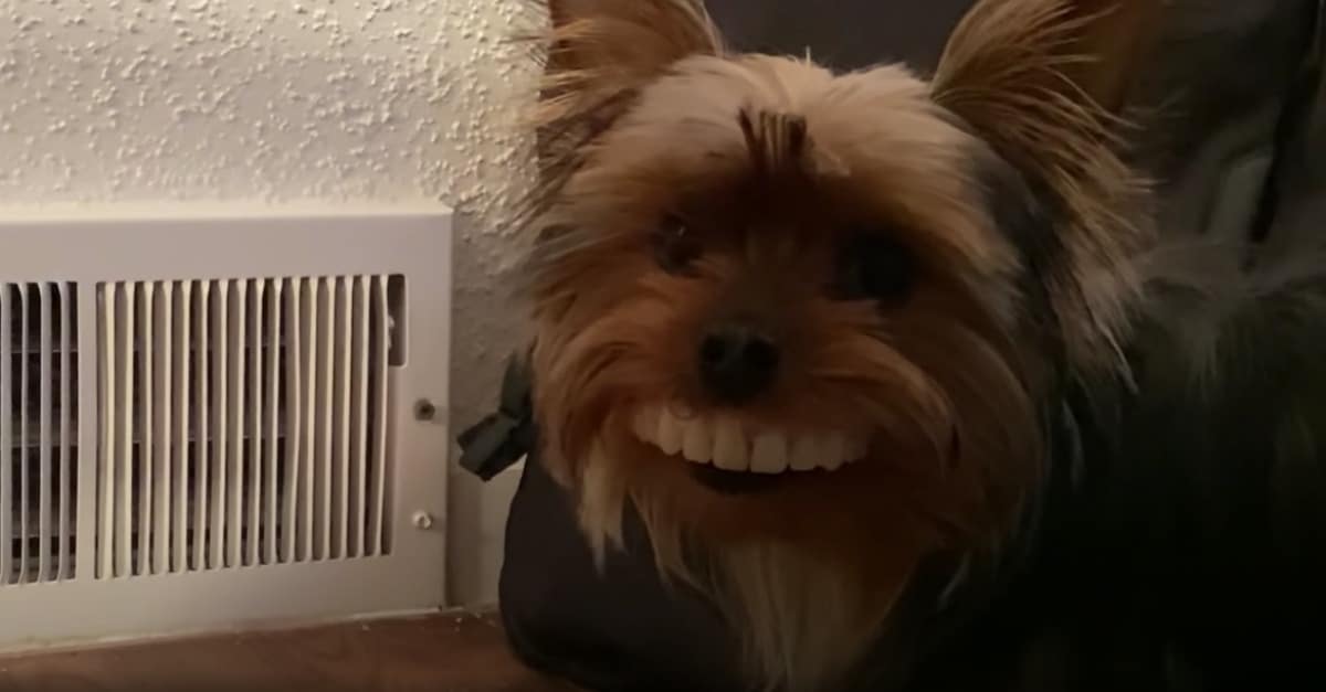 Cão encontra dentadura da dona em cima da mesa
