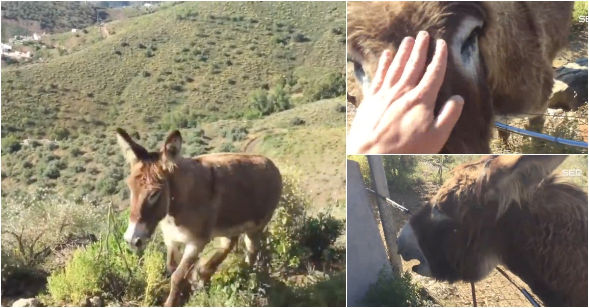 Reencontro emocionante entre um burro e o seu dono após o confinamento
