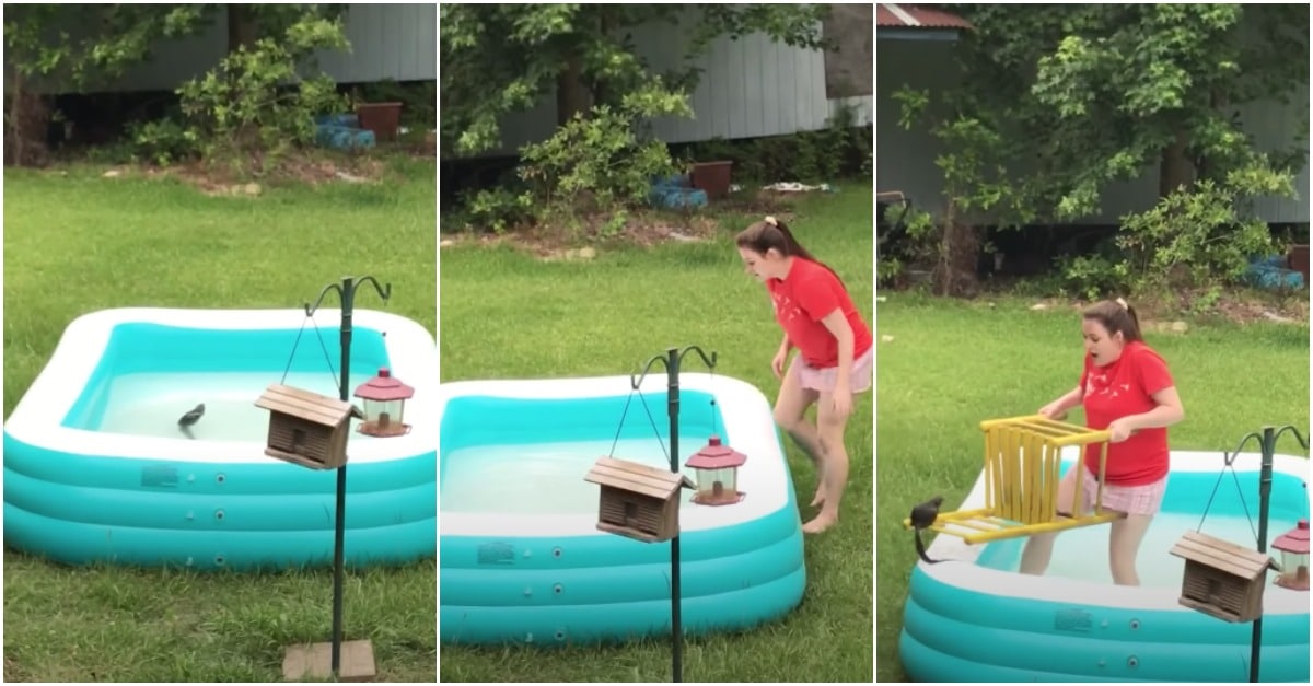 Jovem tenta resgatar esquilo de uma piscina mas o animal tinha outra coisa em mente