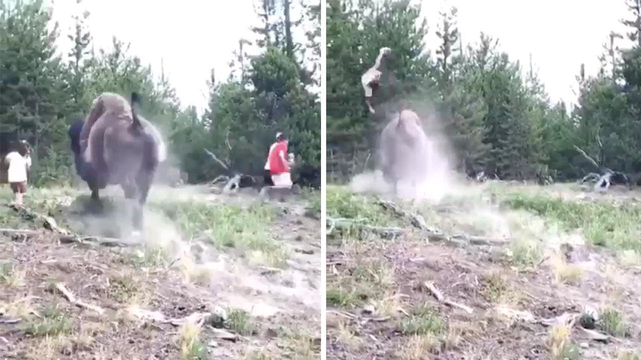 Bisonte ataca e lança menina pelo ar no Parque Nacional de Yellowstone
