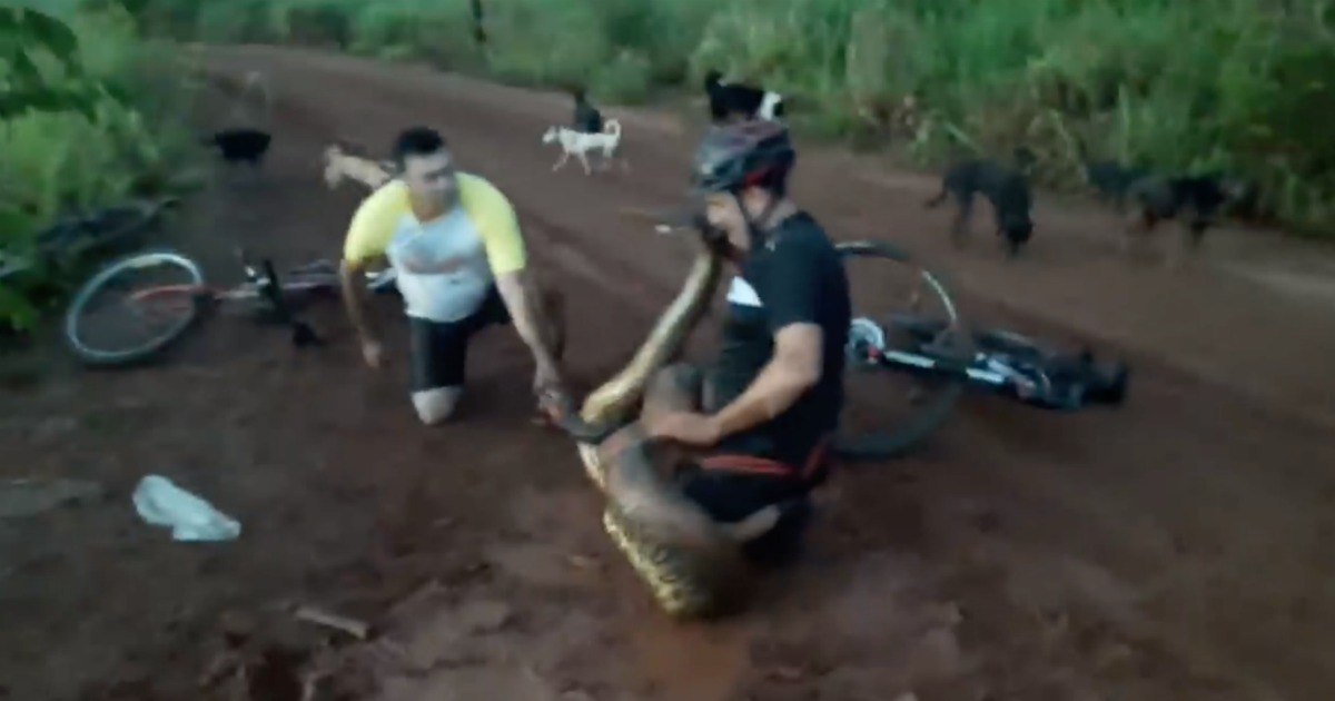 Ciclistas cancelam jantar de uma assustadora Anaconda