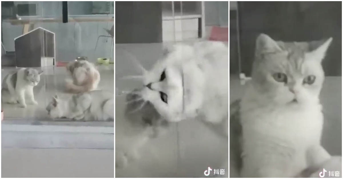 Gato sem ossos entra em estado líquido e deixa restantes felinos incrédulos