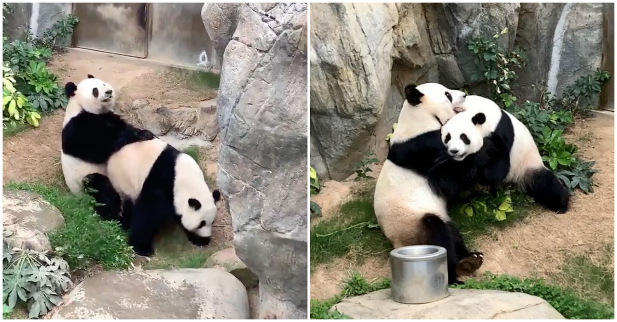 Graças ao isolamento social pandas em zoológico acasalam pela 1ª vez em 10 anos
