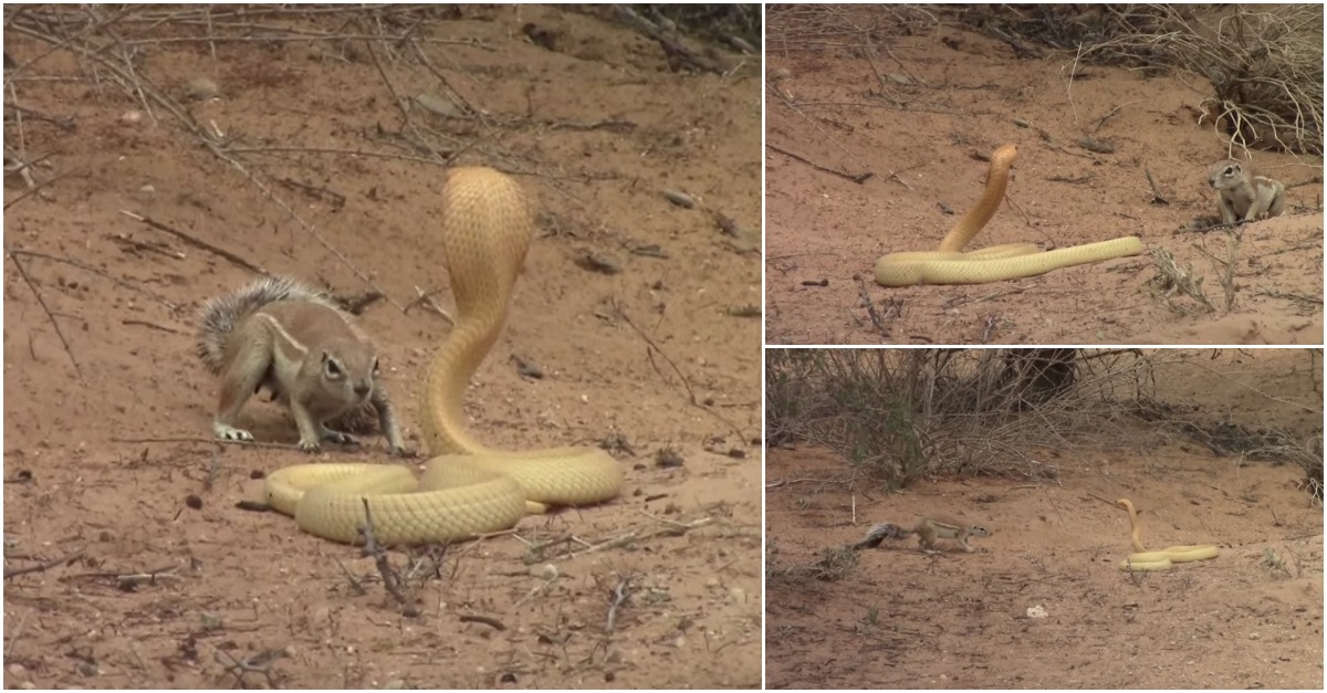 Esquilo audaz enfrenta enorme cobra venenosa para proteger as suas crias