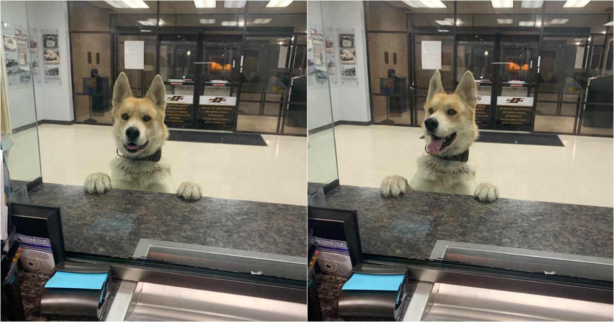 Cão entra em esquadra da polícia para informar que está perdido