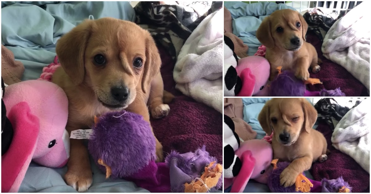 Cão com cauda extra na cabeça é resgatado por equipa que o carateriza como o mais fixe de sempre